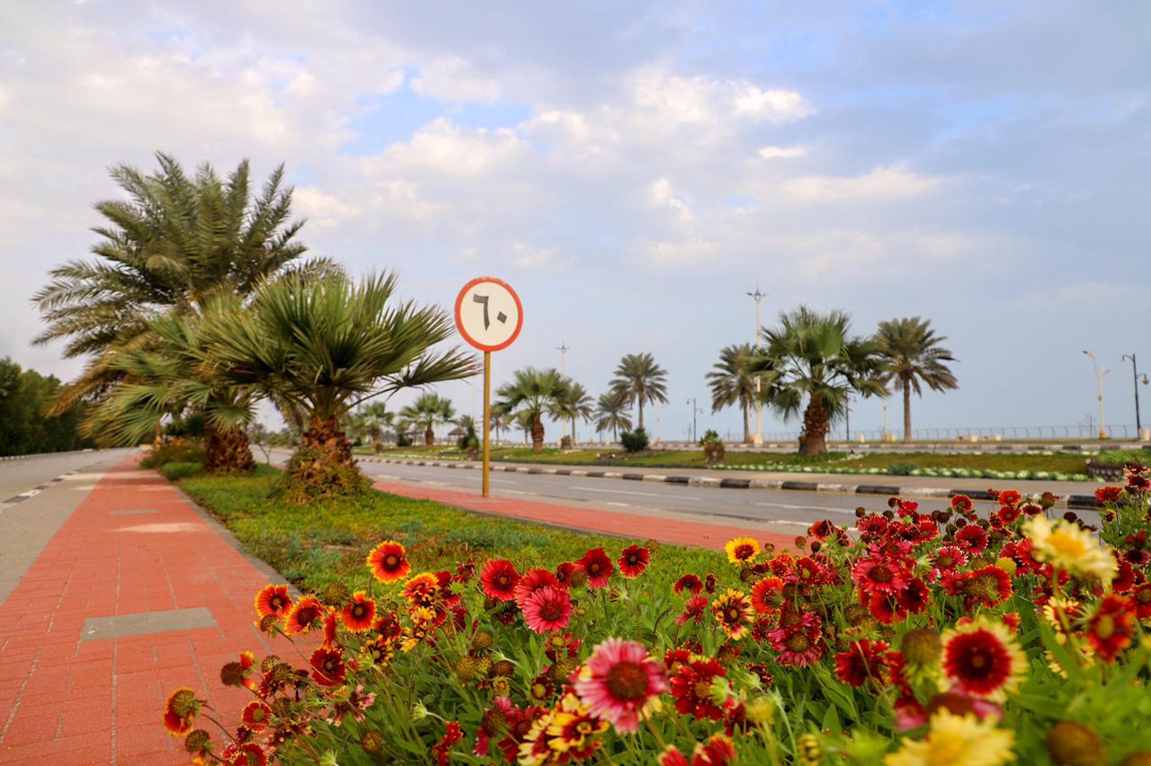 (العربية) زراعة وتشجير رأس تنورة